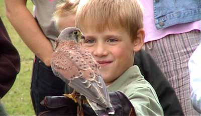 Face to face with a kestrel! 