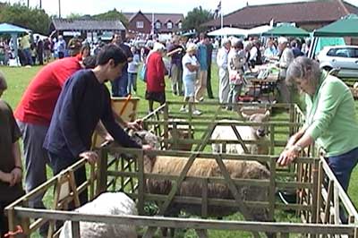 The sheep made many friends 
